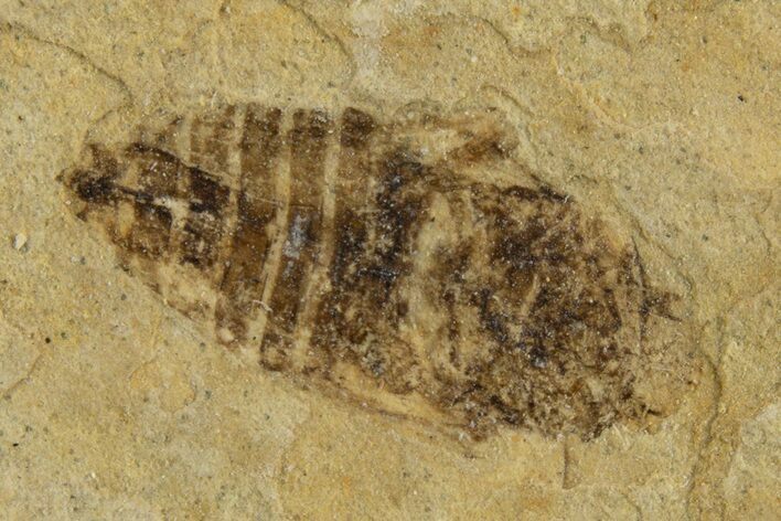 Detailed Fossil Leafhopper (Homoptera) - France #267679